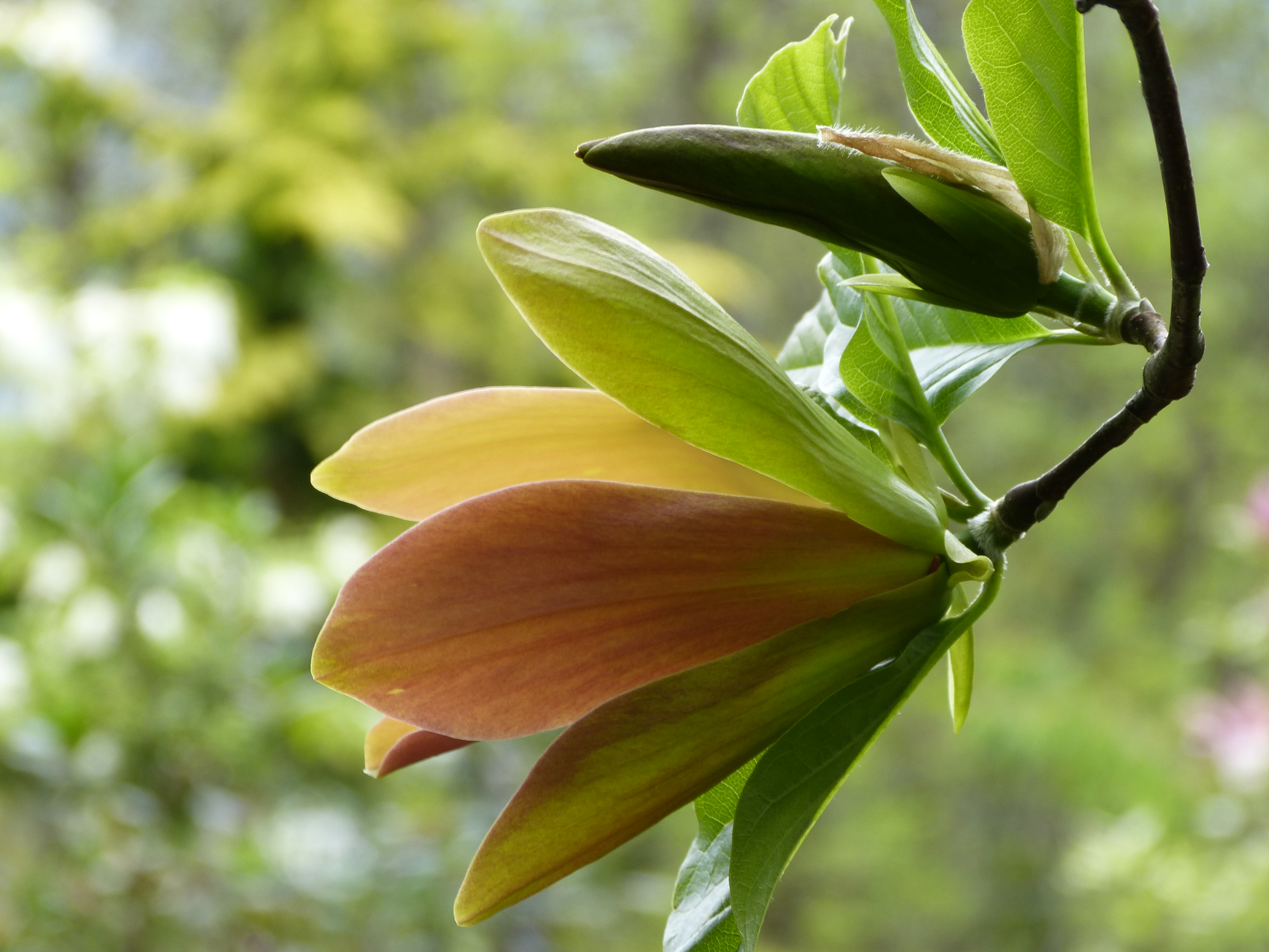 Magnolia brooklynensis 'Woodsman' (Foto Ute Außem)