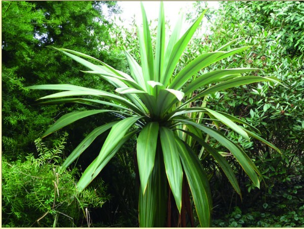 Cordyline indivisa (Foto Siegfried Paffe)